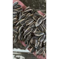 sunflower seeds kernels from xinjiang